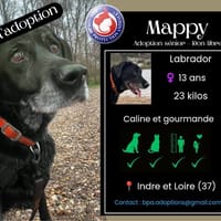 MAPPY, chienne à adopter