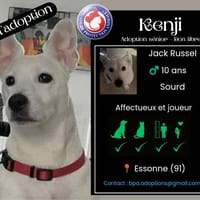 KENJI, chien à adopter