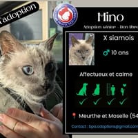 HINO, chat à adopter