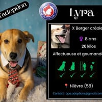 LYRA, chienne à adopter