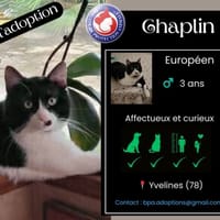 CHAPLIN, chat à adopter