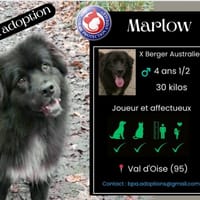 MARLOW, chien à adopter