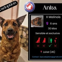 Anka, chienne à adopter
