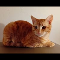 DINO, chat à adopter