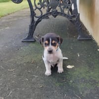 Vaillant, le doux rêveur, chien à adopter