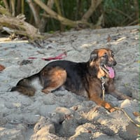 Bobby, l'adorable x berger, chien à adopter