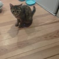 NAYA, chatte à adopter