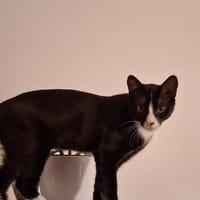ARCHIE, chat à adopter