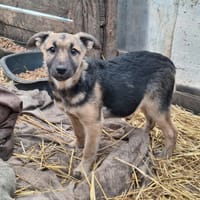 Soya, chienne à adopter