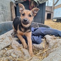 Adaline, chienne à adopter