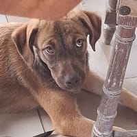LUNE, chiot Femelle Berger Créole, chienne à adopter