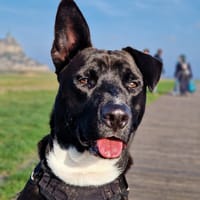 TILOUP Croisé Labrador, chien à adopter