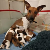 Aya la câline, chienne à adopter