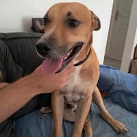 Aïko doux et beau, chien à adopter