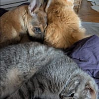 Tanina l'amie des chiens et chats, chienne à adopter