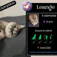 LEANGE, chatte à adopter