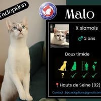 MALO, chat à adopter