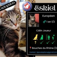 ESKIEL, chat à adopter