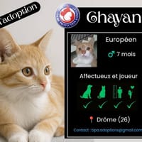 CHAYAN, chat à adopter