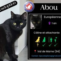 ABOU, chatte à adopter