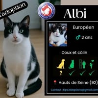 ALBI, chat à adopter