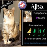 AJKA, chatte à adopter