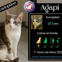 AGAPI, chat à adopter