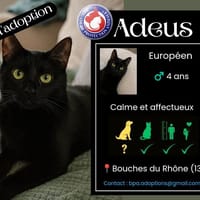 ADEUS, chat à adopter