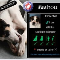 MATHOU, chien à adopter