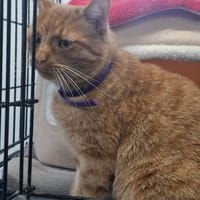 Felek, kot do adopcji