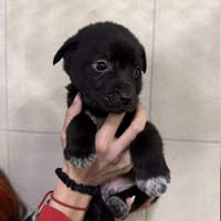 Hypnos, pies do adopcji