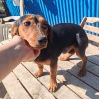 Nolang, schüchterner Herzenshund, ca. 1, Hund zur Adoption