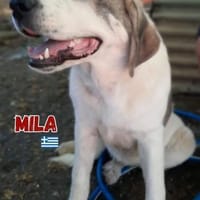 Mila - verschmust und kuschelbedürftig, Hündin zur Adoption