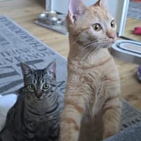 Queluz und Castelo, Kater zur Adoption