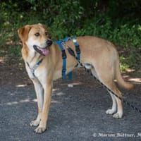 Chico ist ein großer, hübscher Rüde, Hund zur Adoption