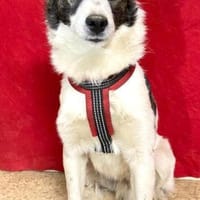 Bobo sucht liebe Menschen, Hund zur Adoption