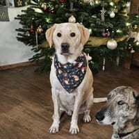 Nacho sucht seine Menschen, Hund zur Adoption