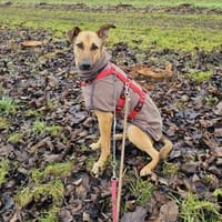 Brad sucht seine Menschen, Hund zur Adoption