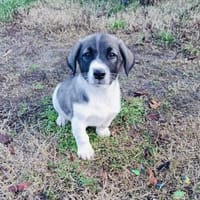 Adem sucht ein Zuhause, Hund zur Adoption