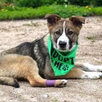 verschmuster Valentin mit Handicap sucht, Hund zur Adoption