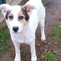 Die junge Lala wünscht sich ein Zuhause, Hündin zur Adoption