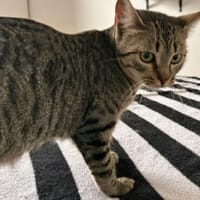 Valongo, Kater zur Adoption