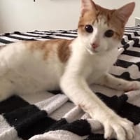 Valongo, Kater zur Adoption