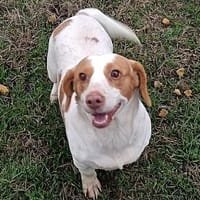 Lebensfrohe Fanny sucht Zuhause, Hündin zur Adoption