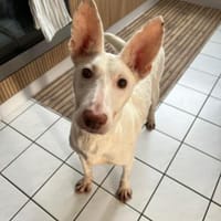 Susona - liebevoll und gemütlich, Hündin zur Adoption