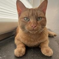 Eva, Katze zur Adoption