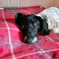 Frankie - wartet in 32683 Barntrup, Hund zur Adoption