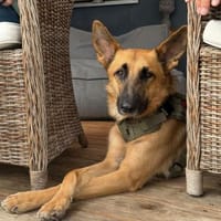 Weihnachtswunder für Tommy?, Hund zur Adoption