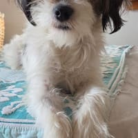 Fips sucht liebevolles Zuhause, Hündin zur Adoption