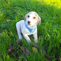 Barsi sucht ein Körbchen, Hund zur Adoption